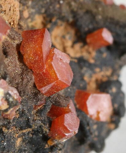 Vanadinite Crystals on ManganeseOxide - Morocco #38486